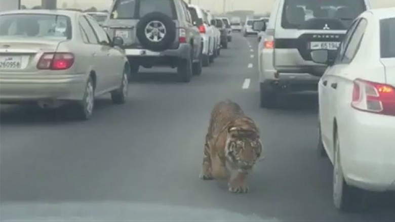 Tigri bën një “shëtitje” nëpër autostradë (Video)