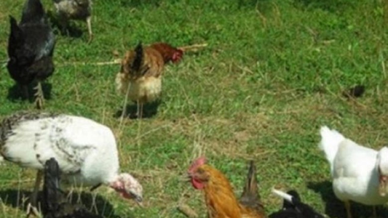 Shtetasi i Shqipërisë kapet duke vjedhur pula