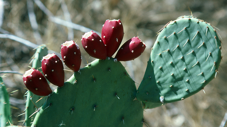 Vetitë shëruese dhe ushqyese të kaktusit