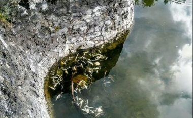 Ngordhin peshqit në liqenin artificial të “Karagaqit” në Pejë (Foto)