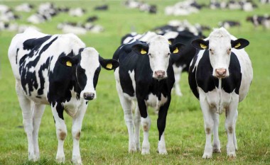 Është zvogëluar prodhimi i qumështit dhe mishit të lopës