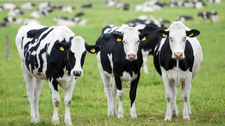 Është zvogëluar prodhimi i qumështit dhe mishit të lopës