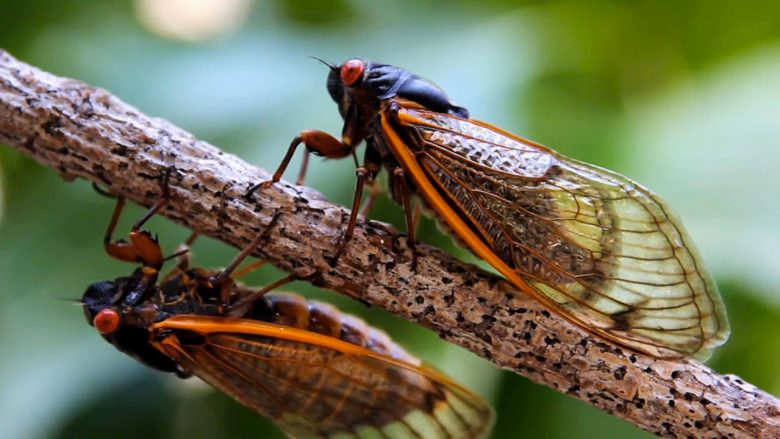 Insekti që del mbi tokë një herë në 17 vite (Video)