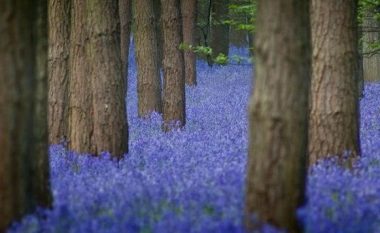 Pylli blu në Belgjikë