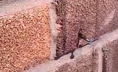 Shikoni bletën e fuqishme duke nxjerrë gozhdën e ngulur në mur (Video)