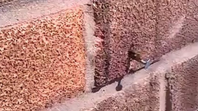 Shikoni bletën e fuqishme duke nxjerrë gozhdën e ngulur në mur (Video)