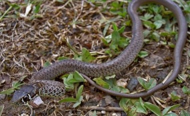 Gjarpërinjtë rrezikojnë familjen Foniqi nga Malisheva (Video)