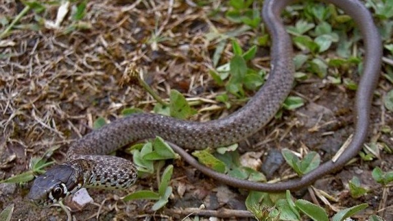 Gjarpërinjtë rrezikojnë familjen Foniqi nga Malisheva (Video)
