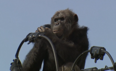 Shikoni se si kapet shimpanzeja që ishte ngjitur në shtyllë elektrike (Video)