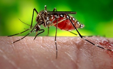 Konfirmohet: Nuk ka virus Zika në Maqedoni