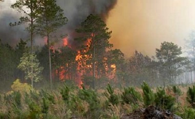 Digjen katër hektar pyje në Sllupçan të Kumanovës