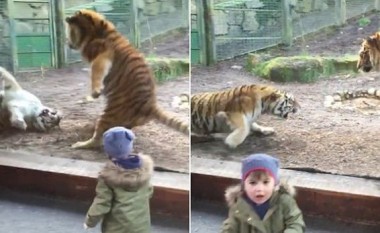 Ja çfarë përjetoi kjo vogëlushe në kopshtin zoologjik (Video)