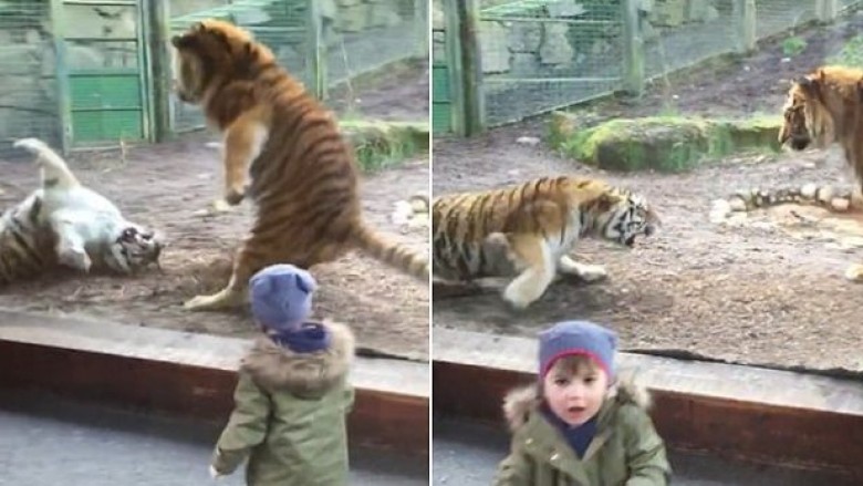 Ja çfarë përjetoi kjo vogëlushe në kopshtin zoologjik (Video)