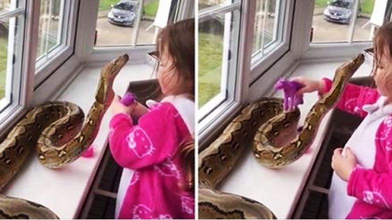 Tre vjeçarja vendos të luajë me gjarprin e saj gjigant, nuk do të besoni se çfarë ndodh në fund (Video)