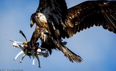 Familja mbretërorë spanjolle, angazhon shqiponjat që të mbrohen nga dronët