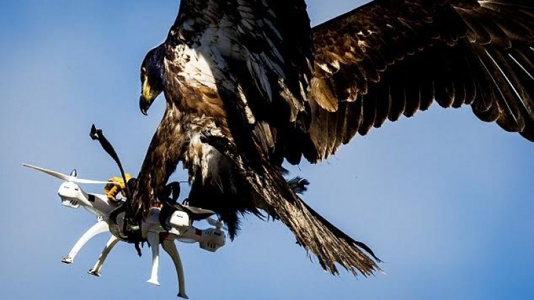 Familja mbretërorë spanjolle, angazhon shqiponjat që të mbrohen nga dronët