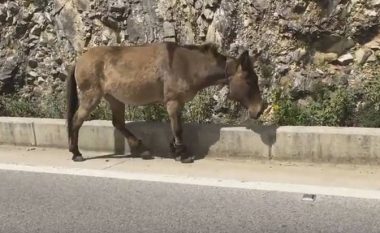 Ja si keqtrajtohen kafshët nga shqiptarët (Video)