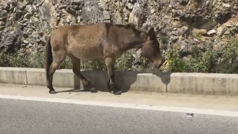 Ja si keqtrajtohen kafshët nga shqiptarët (Video)