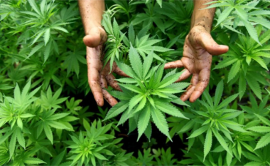 Policia gjen bimë narkotike, të kultivuara në Vushtrri