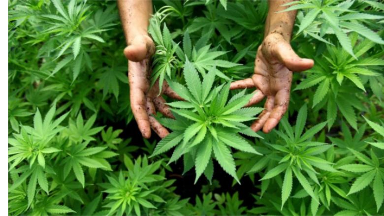 Policia gjen bimë narkotike, të kultivuara në Vushtrri
