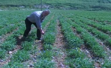 Fermerët e Shkrelit: Legalizojeni kërpin, se s’është drogë (Video)