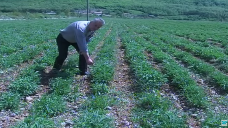 Fermerët e Shkrelit: Legalizojeni kërpin, se s’është drogë (Video)