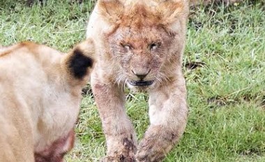 Luani ia bëri këlyshit një befasi aspak mbretërore! (Foto)