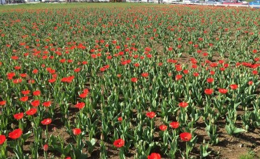Deri më 20 maj do të mbillen 400 mijë lule në Prishtinë (Foto)