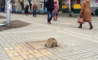 Macja pret me vite pronarët në vendin ku u ndanë!