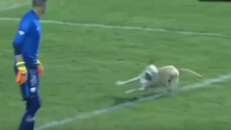 Qeni futet në fushë! Shikoni si reagojnë futbollistët (Video)