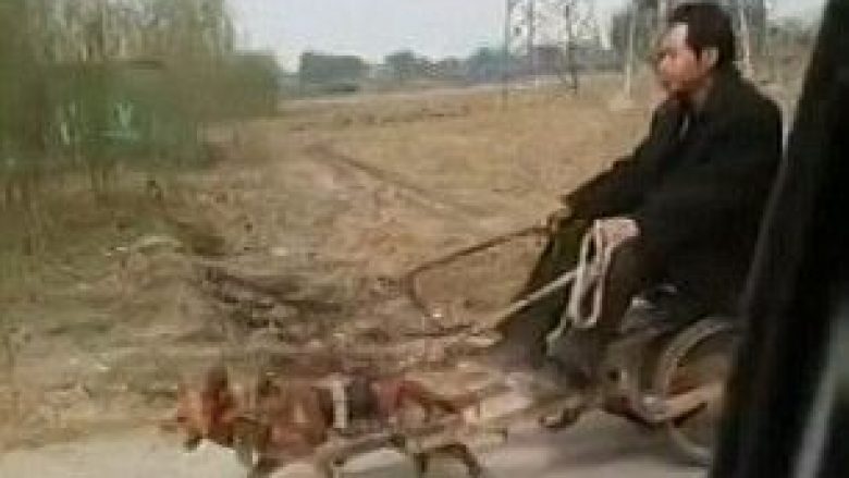 Një qen i vogël tërheq karrocen ku ka hipur një burrë (Video)