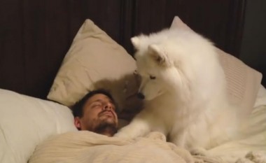 Qeni i kujdesshëm, e zgjon me finesë pronarin e tij (Video)