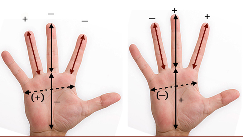 Gjatësia e gishtave te meshkujt lidhet me atraktivitetin