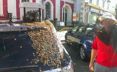 Bletët ndjekin makinën për dy ditë – për një arsye shumë interesante (Foto)