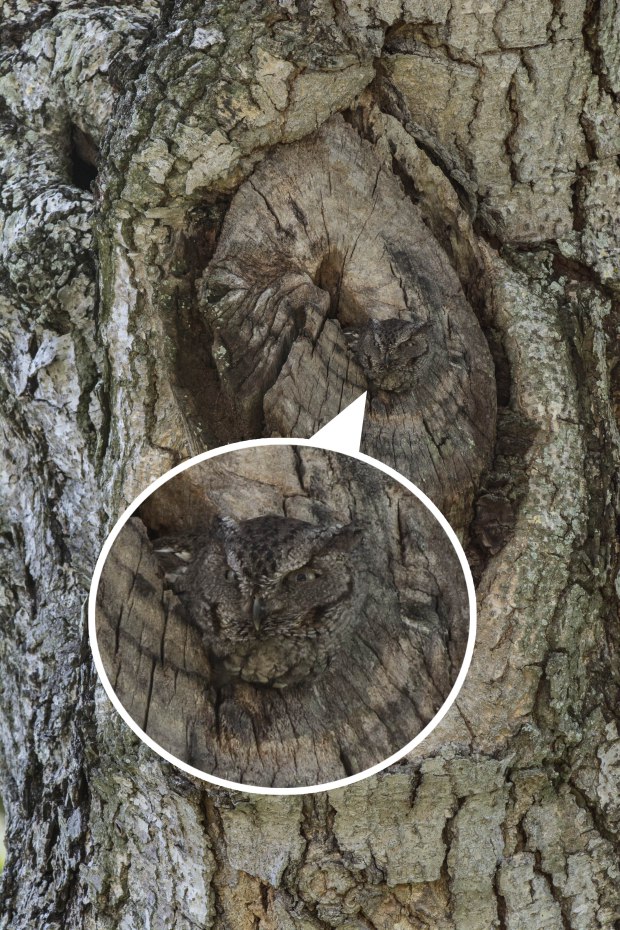 PIC BY LARRY LYNCH/ CATERS NEWS - (PICTURED: The hidden owl) - Camowlflage! At first glance this picture doesnt seem to show much but take a closer look and youll see one of natures masters of disguise at work. With its feathers blending seamlessly into the bark of a tree this Eastern Screech Owl is almost impossible to spot. But sharp eyed photographer Larry Lynch was lucky enough to capture the owl as it disguised itself in a tree close to his home in Florida. Larry, 50 said: I felt very excited and relieved that the image turned out so well. SEE CATERS COPY.