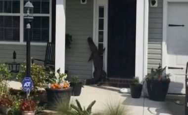 Aligatori tenton të hyjë në shtëpi, duke i rënë ziles (Video)