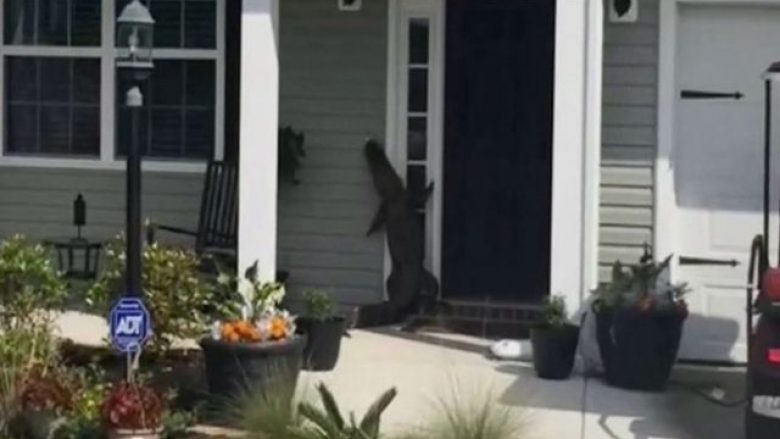 Aligatori tenton të hyjë në shtëpi, duke i rënë ziles (Video)