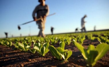 Qeveria me plan për kompensimin e bujqve për dëmet e të reshurave