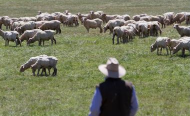 Kjo video tregon më së miri se çfarë mund të ndodhë kur fermeri i deleve mërzitet me rutinën (Foto/Video)