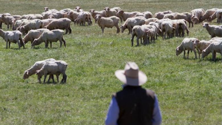 Kjo video tregon më së miri se çfarë mund të ndodhë kur fermeri i deleve mërzitet me rutinën (Foto/Video)