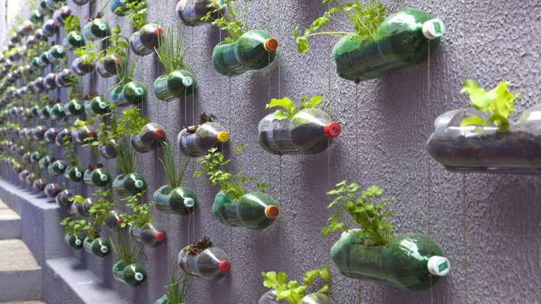Gjelbërimi në shishe plastike