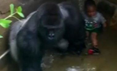 Momenti kur gorilla qëllohet derisa po e ‘mbronte’ djaloshin 4-vjeç që kishte rënë në kafazin e tij (Foto/Video, +16)