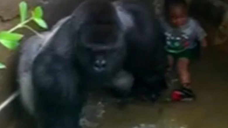 Momenti kur gorilla qëllohet derisa po e ‘mbronte’ djaloshin 4-vjeç që kishte rënë në kafazin e tij (Foto/Video, +16)