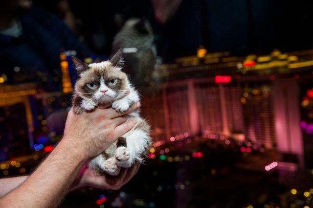 Grumpy Cat rides The High Roller Observation Wheel after her book signing at Kitson at The Linq in Las Vegas, August 5, 2014.