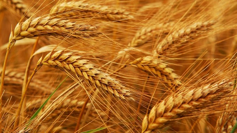 Rritet çmimi i grurit, mund të  ketë  shtrenjtim të  bukës në  Maqedoni