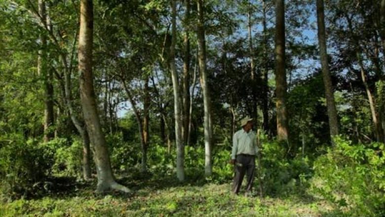 Njihuni me burrin që për 30 vite mbolli pemë dhe pyllëzoi një sipërfaqe prej 550 hektarë (Video)