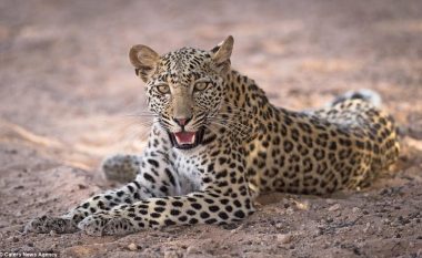 A mund t’i gjeni leopardët e fshehur në këto fotografi? (Foto)