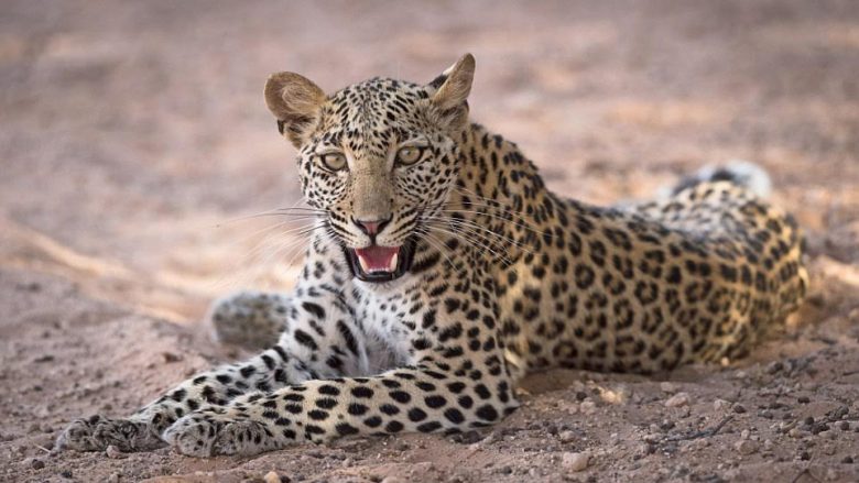 A mund t’i gjeni leopardët e fshehur në këto fotografi? (Foto)