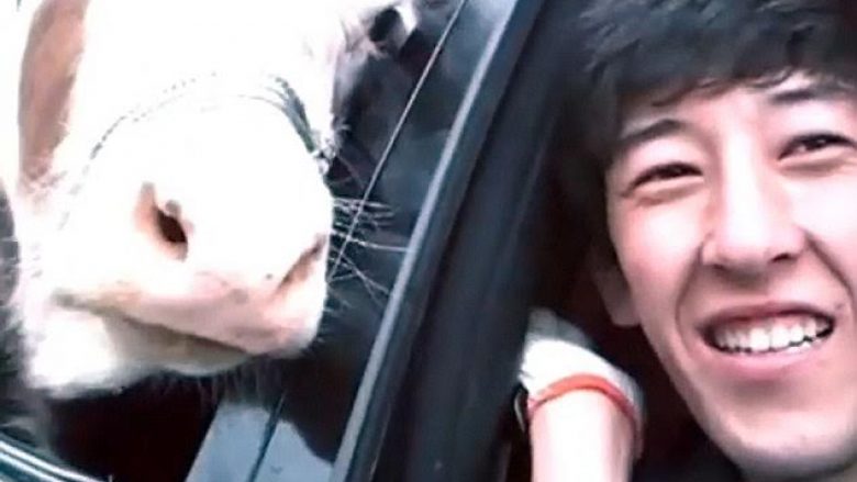 Mënyra më bizare e transportimit të lopës në pjesën e pasme të veturës (Video)