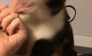 Shikoni reagimin e maces që ngacmohet nga pronarja (Video)